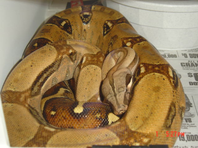 Peruvian X Hogg Male