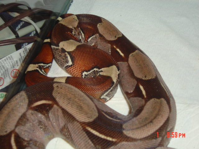 Super Purple Guyana Female
