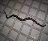 Big male