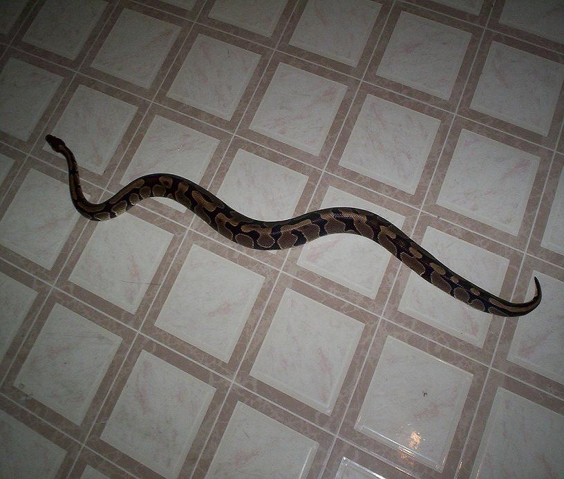 Big male