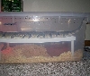 Penthouse cage 1