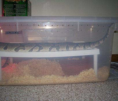 Penthouse cage 1