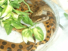 Anaconda in water dish