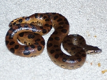 male green juv
