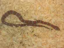 '04 male mex mex