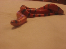 '03 hypo male