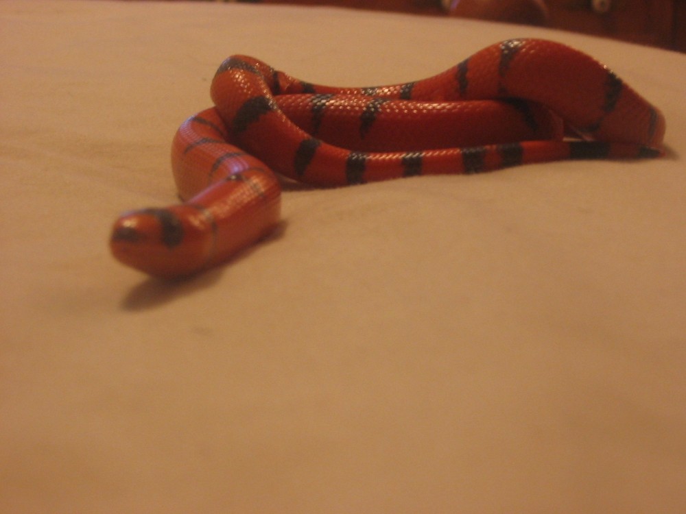 '03 hypo male