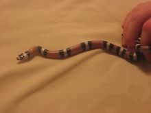 '04 anery female