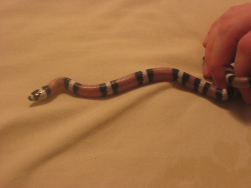 '04 anery female