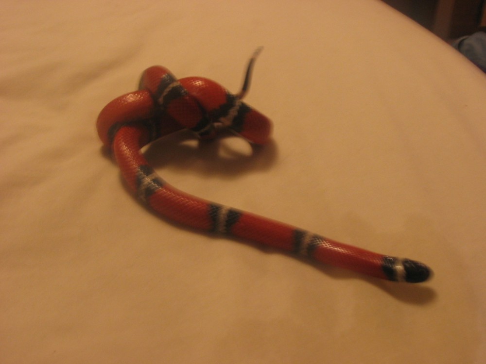 '03 female sinaloan
