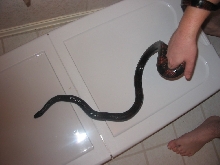 w/c melanistic hondo