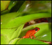 pumilio