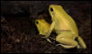 yellow terribilis