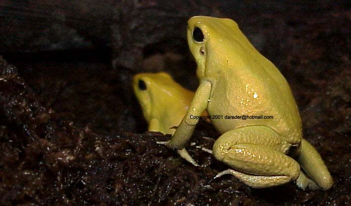 yellow terribilis