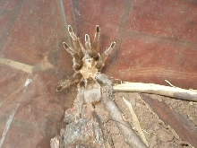 tarantula