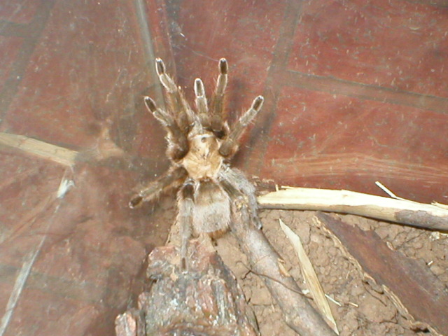 tarantula