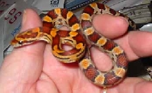 Jumanji