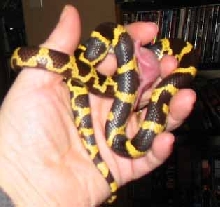Bengal