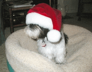 Anim Santa Pup