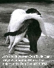 Cats..Dog Trivia Game