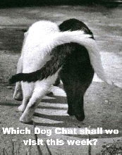 Which dog chat shall we visit this week?