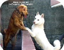 Chat two dogs talking