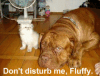 Hound Chat kitty