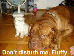 Hound Chat kitty