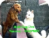 Multi Dog Chat two