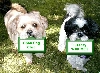 Open Dog Chat Tuesday