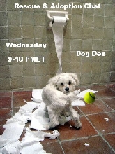 Rescue & Adoption Chat
