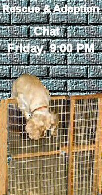 Rescue and Adoption Chat