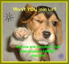 Rescue & Adoption Chat...beagle