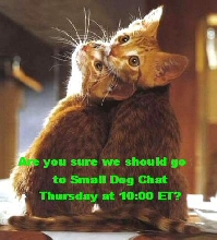SDC Kitties