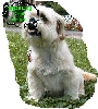 SDC chat tonight...Sammy