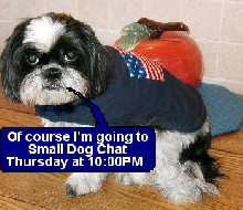 Of course I'm going to Small Dog Chat