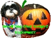 SDC Pumpkin