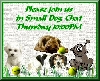 Small Dog chat grass