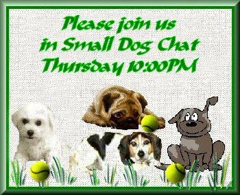 Small Dog chat grass