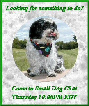 Small Dog Chat looking three