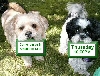 Small Dog Chat