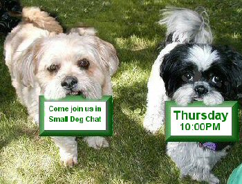 Small Dog Chat