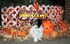 Halloween....won't you join us.