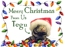 christmas tegu