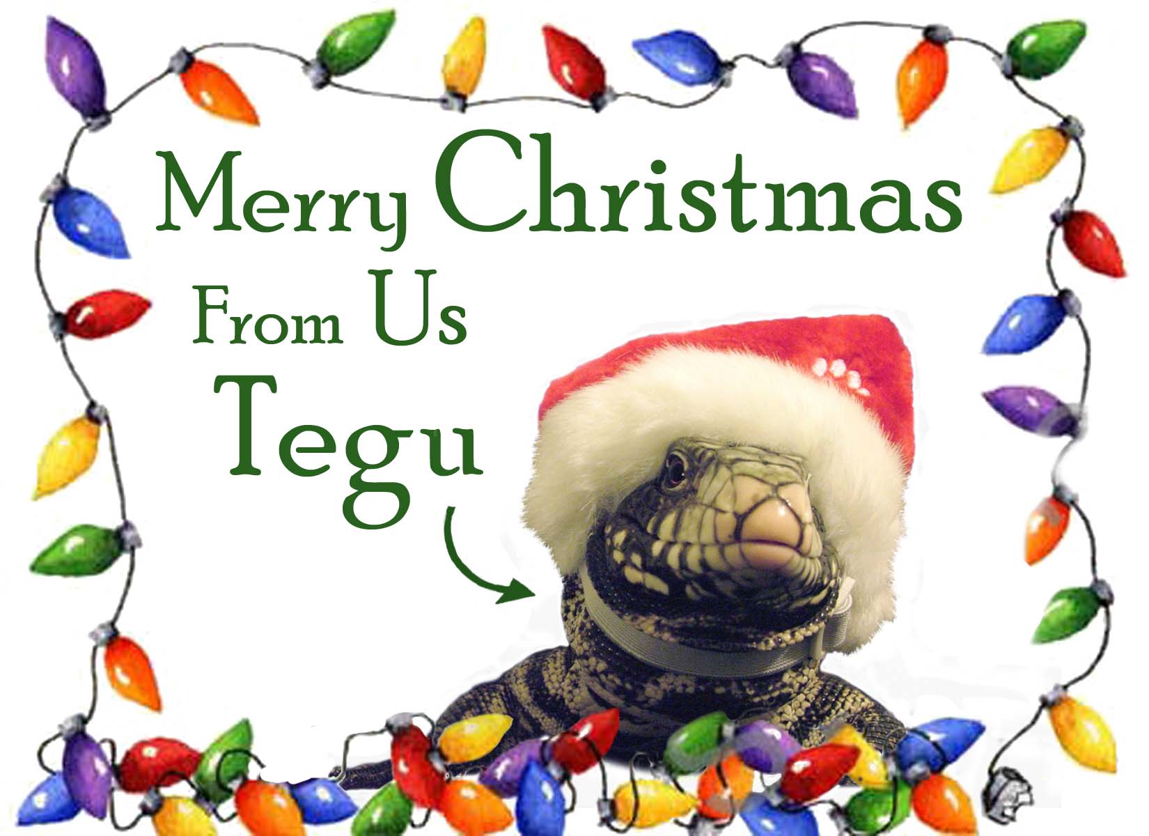 christmas tegu