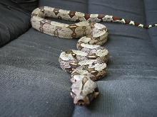Boa Constrictor Constrictor