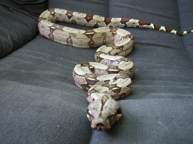 Boa Constrictor Constrictor