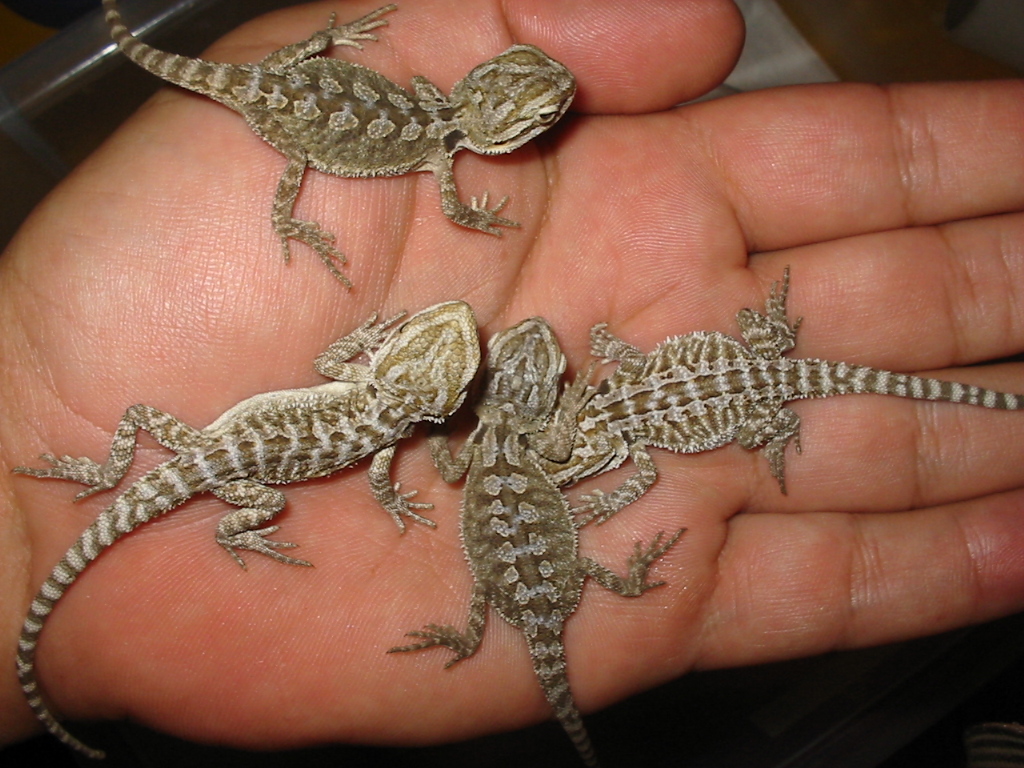 babys
