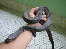 Nerodia
