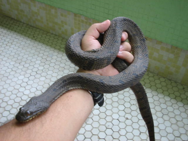 Nerodia